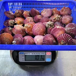 홍가리비조개 1kg (13-16미)