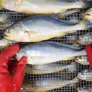 보리굴비 생선 부세 5미(29cm내외)세트