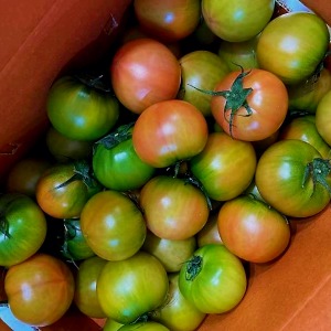 특품 대저 토마토 2.5kg ( L,M,S)