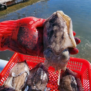 특대 갑오징어 남해산 1kg(2-3 미내외)
